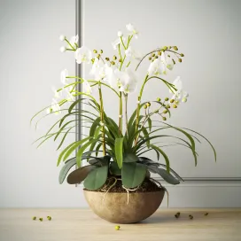 Composition with orchids